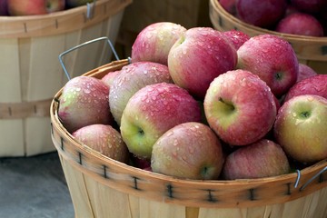 Luscious apples in bushel baskets at a farmers market