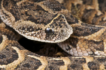 Puff adder / Bitis arietans