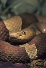 Copperhead / Agkistrodon contortrix