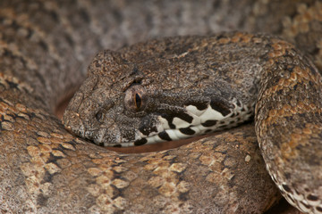 Death adder / Acanthopis antarticus