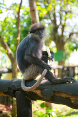 Naklejka premium Monkey sitting and holding tail