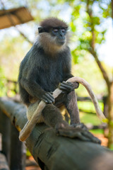 Naklejka premium Monkey sitting and holding tail