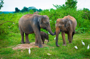 Fototapeta na wymiar Rodzina słoni z małymi jeden