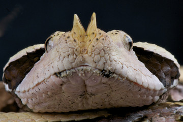 Rhinoceros viper / Bitis gabonica rhinoceros