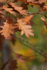 Closeup of red oak leaves in autumn with blur background