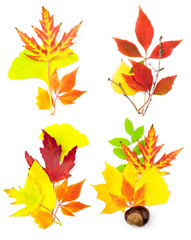 Composition Set of Different Autumn Leaves / isolated