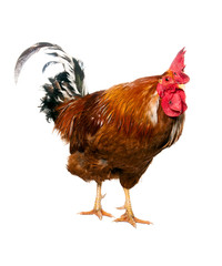 An adult rooster on white background. isolated