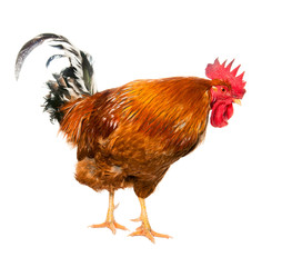 An adult rooster on white background. isolated