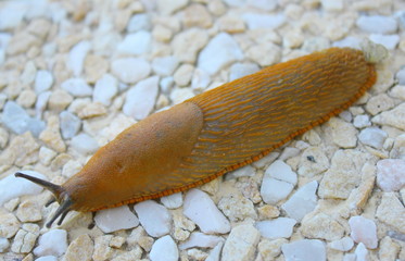 limace orange