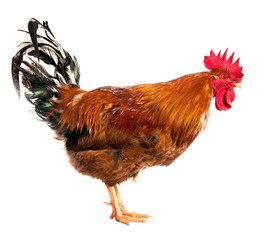 An adult rooster on white background. isolated