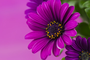 purple flower