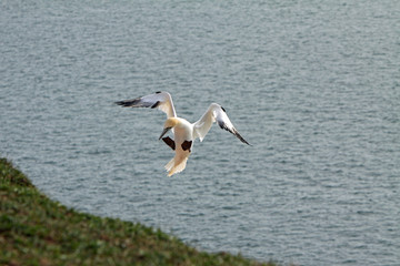 Fototapeta na wymiar Grunty komunalne na skale Ptak na Helgoland