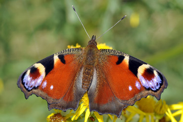 Peacock Butterfly