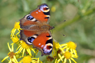 Peacock Butterfly Feeding On Ragwort Flower