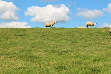 Obraz premium Deichschafe