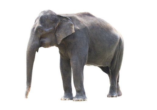 asiatic elephant standing