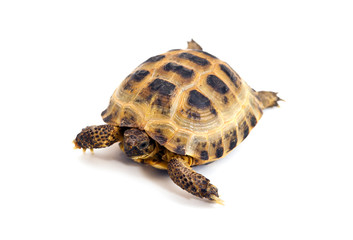 Asian or Russian tortoise