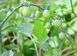 grappe de tomates cerise vertes