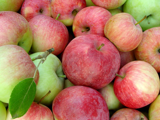 fresh organic apples