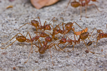 Team work of red Ants