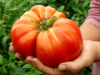 giant beef tomato in hands
