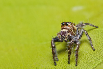 close up of jumper spider on leaf