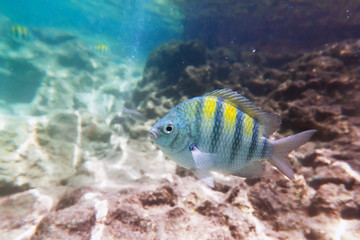 Fototapeta na wymiar Ryby w Morzu Karaibskim z Meksyku