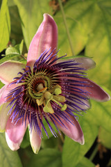 Passionsblume