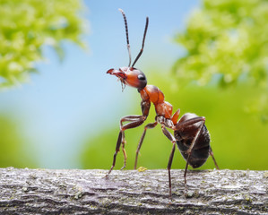 graceful ant on branch