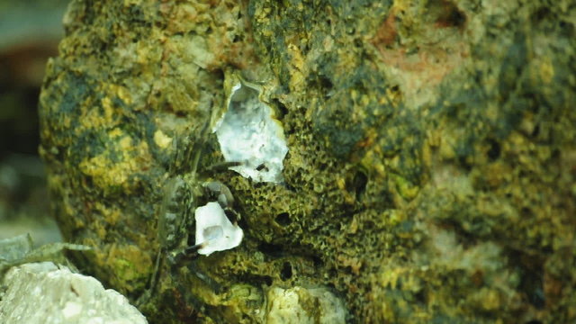 Krabbe beim Muscheln essen