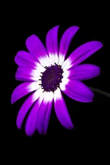 Poster Marguerites purple daisy