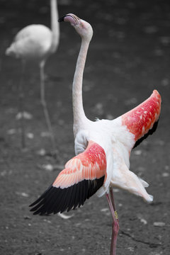 Pink Flamingo Proudly Standing Tall