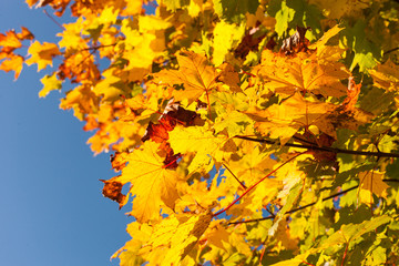 Ahornbaum im Herbstlicht