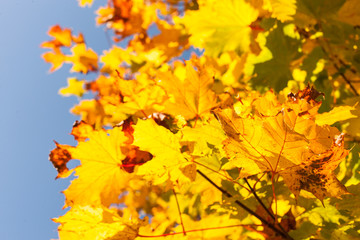 Ahornbaum im Herbstlicht