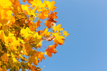 Ahornbaum im Herbstlicht