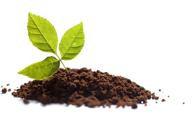 jeune plante sur fond blanc