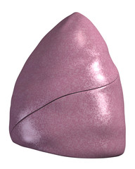 Rechter Lungenflügel in der Seitenansicht