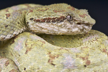 Eyelash viper / Bothriechis schlegelii