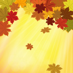 Colorful fall vector background with maple leaves .