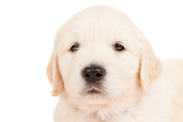 Portrait golden retriever puppy