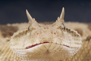 Saharan horned viper / Cerastes cerastes