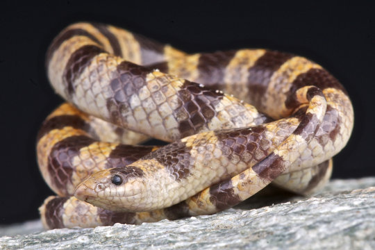 Mohave shovel-nosed snake / Chionactis occipitalis