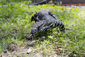 varanus varius