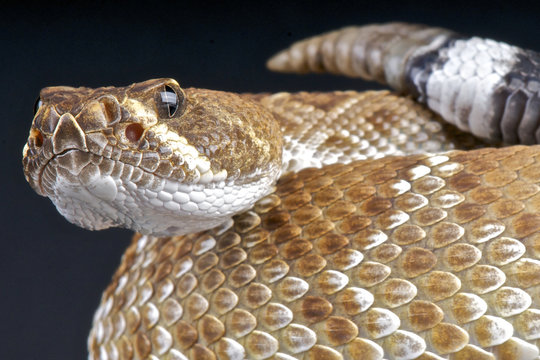 Red rattlesnake / Crotalus ruber