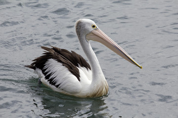 Fototapeta na wymiar okulary pelikan