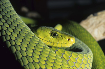 Green mamba / Dendroaspis angusticeps