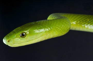 Green mamba / Dendroaspis angusticeps