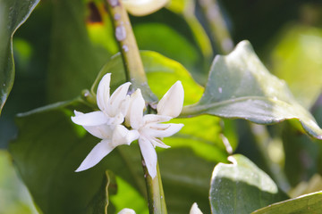 Coffe flower