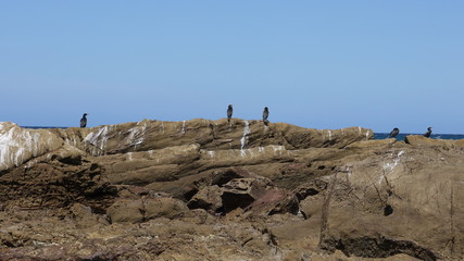 Kormorane in Australien