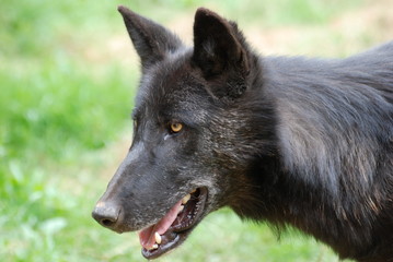 Naklejka premium loup noir